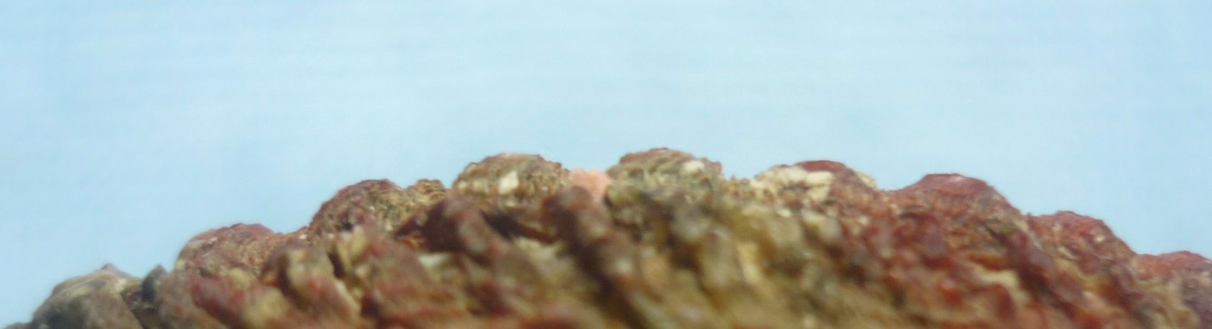 Haliotis tuberculata lamellosa